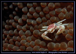 Small Porcelaine Crab on an anemone... In the water's of ... by Michel Lonfat 
